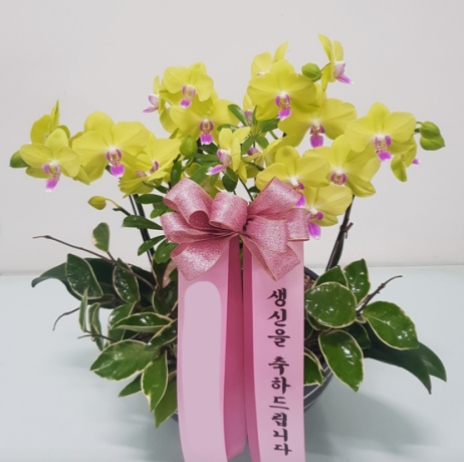 노랑 호접란 (중) 칠순 팔순 서양난 서양란 난배달 전시회 취임 선물 축하 개업화분